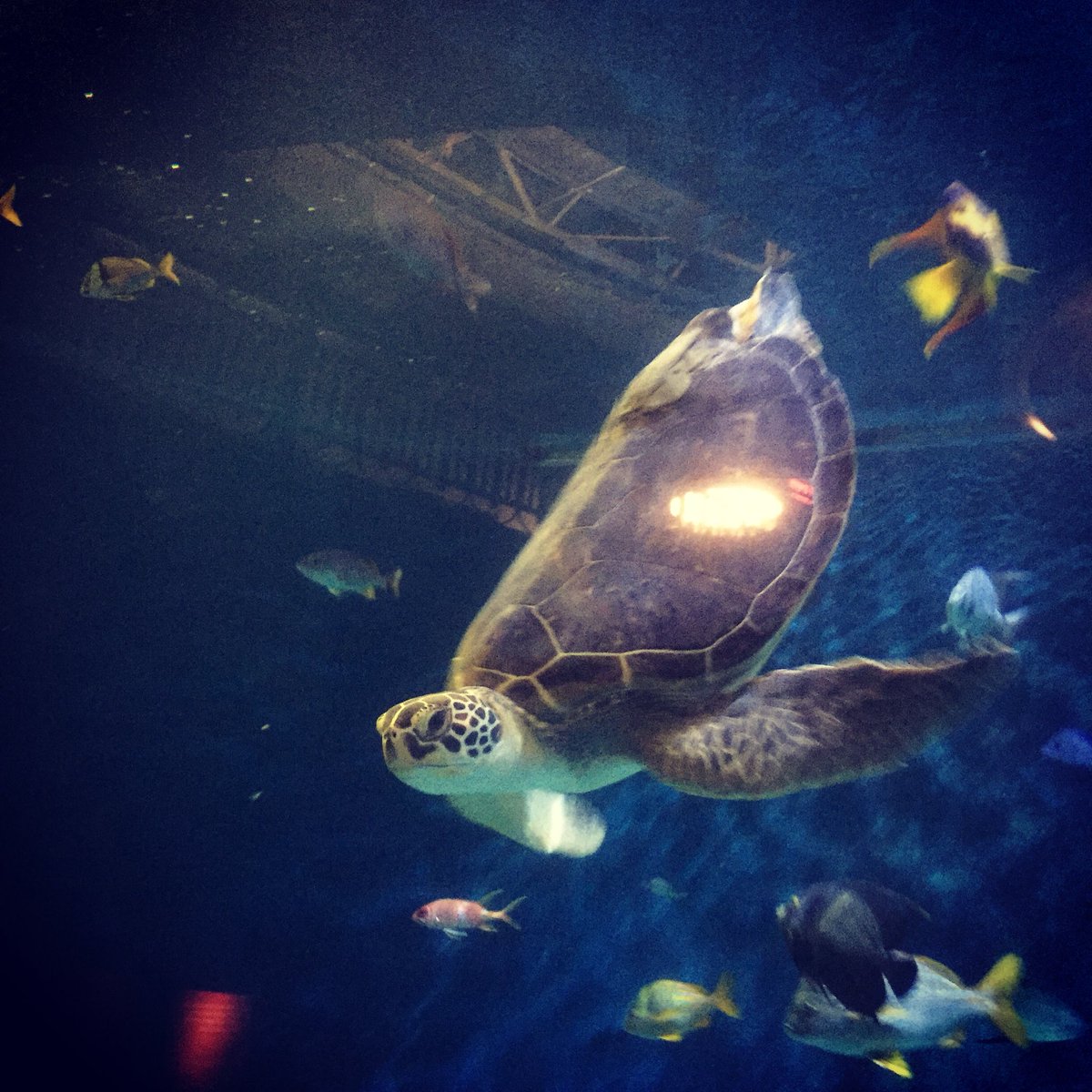 Dot the Sea Turtle may not be able to use her hind legs &amp; has what scientist’s call Bubble Butt Syndrome but she doesn’t let that bother her. Dot is the Queen of the Gulf Tank &amp; allows the other fish to bask in the light of her glory. All hail Queen Dot!
#WorldTurtleDay