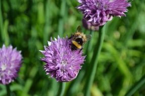 LGSpace's tweet photo. Easy ways to help pollinators and beneficial insects in our gardens:
🐝 Don't be too tidy
🐝 Let some grass grow long
🐝 Let the dandelions grow
🐝 Plant lavender or sedums
🐝 Leave some nettles
🐝 Have a wood pile in an undisturbed corner
🐝 More: https://t.co/FMgSicetX5 https://t.co/bl1NFc2ghX