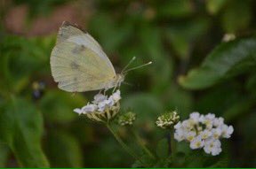 LGSpace's tweet photo. Easy ways to help pollinators and beneficial insects in our gardens:
🐝 Don't be too tidy
🐝 Let some grass grow long
🐝 Let the dandelions grow
🐝 Plant lavender or sedums
🐝 Leave some nettles
🐝 Have a wood pile in an undisturbed corner
🐝 More: https://t.co/FMgSicetX5 https://t.co/bl1NFc2ghX