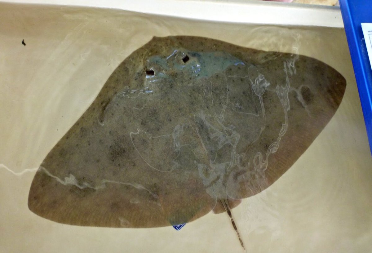 These beauties (smooth #butterflyrays) can reach a wingspan of 4.5 feet. #whatfishwednesday