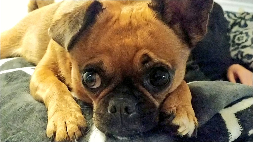 yourlgguy's tweet photo. #SprintLGG7 just me and my blanket https://t.co/AVubWAmfJU