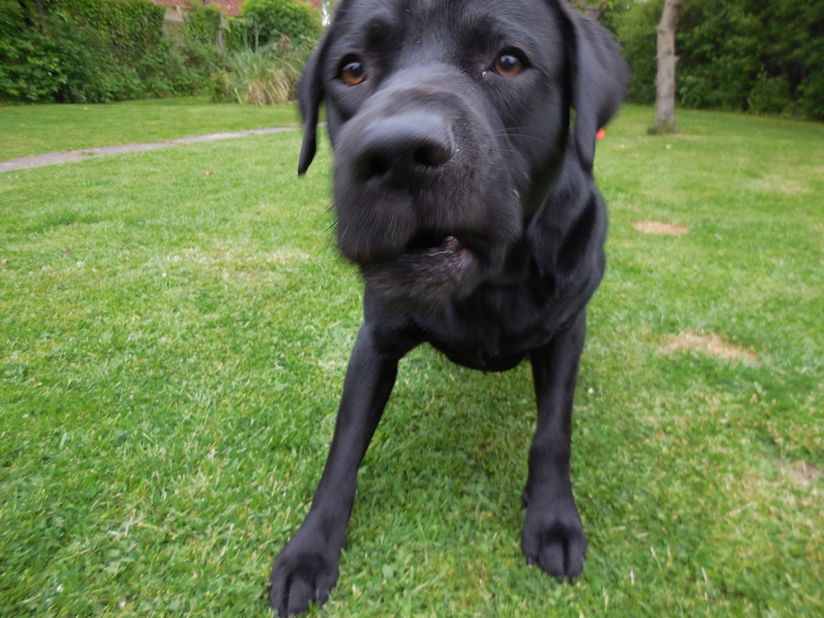 liamcarbweb's tweet photo. New camera, time to take 9 million photos of Max! https://t.co/O5Z9WCyuk0