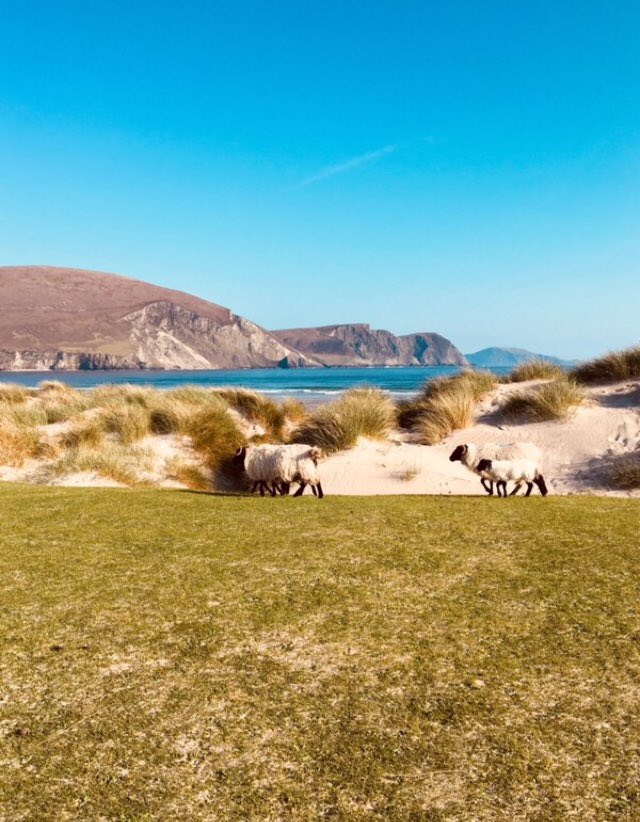 AchillMtnLamb's tweet photo. Looks like everyone got to the beach today ☘️#AmazingAchill #Samhraidh https://t.co/lW7qnBaUCM