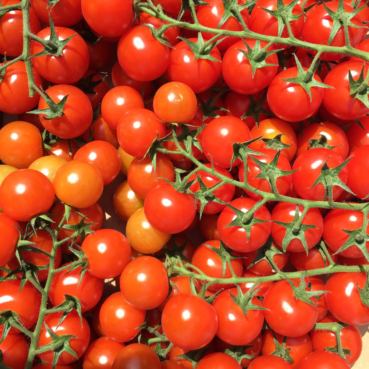 Isn't summer produce just the best?! ☀️☀️