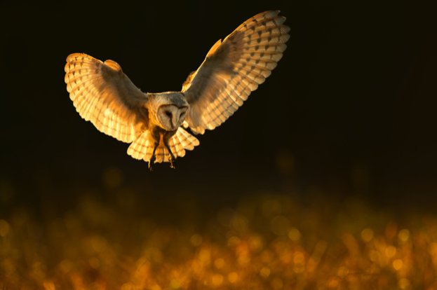 WildlifeMag's tweet photo. Take amazing photos of birds of prey on in Slovakia

Join award-winning photographer @BenHallPhoto78, @WildlifeMag's picture editor Tom Gilks and @TatraPhotograph on this amazing reader holiday: https://t.co/qoq9fgEIZ0 
📷 @BenHallPhoto78 https://t.co/okaJuybrql