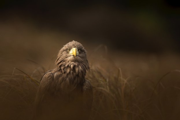 WildlifeMag's tweet photo. Take amazing photos of birds of prey on in Slovakia

Join award-winning photographer @BenHallPhoto78, @WildlifeMag's picture editor Tom Gilks and @TatraPhotograph on this amazing reader holiday: https://t.co/qoq9fgEIZ0 
📷 @BenHallPhoto78 https://t.co/okaJuybrql