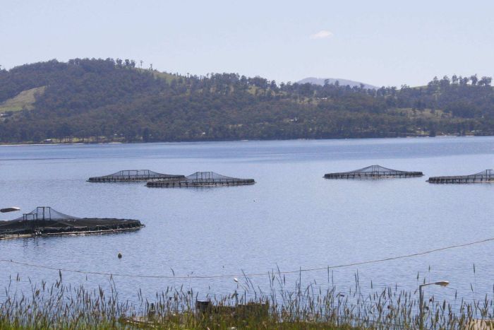 abcnews's tweet photo. It's fish or chips, not both: Salmon company rails against woodchip mill https://t.co/GuvJfB1DPx https://t.co/YZMrgoE4jj