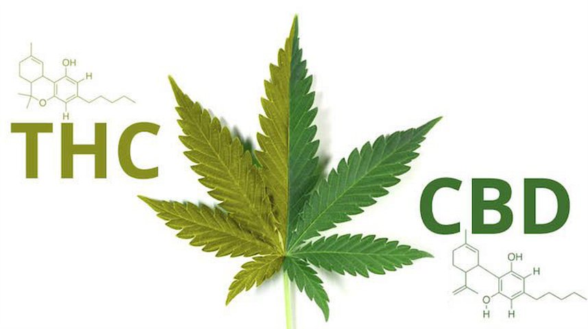 LibertyTreeHemp's tweet photo. Knowledge. CBD vs. THC (https://t.co/UDj3PRvXw6) #wellness, #natural, #cannabiscommunity, #opiates, #distillate, #hempseeds, #industrialhemp, #coloradohemp https://t.co/iRhae5YDoO