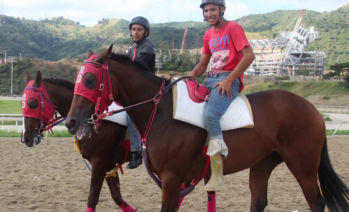 Haraslossamanes's tweet photo. #Hipismo Potranca hija de Bannack en Gran Esmeralda, alistándose para debutar en La Rinconada. Hermana de Comisario Mix, The Majestic. @noelkp2010 @Haraslossamanes https://t.co/XGTOpiZEwy