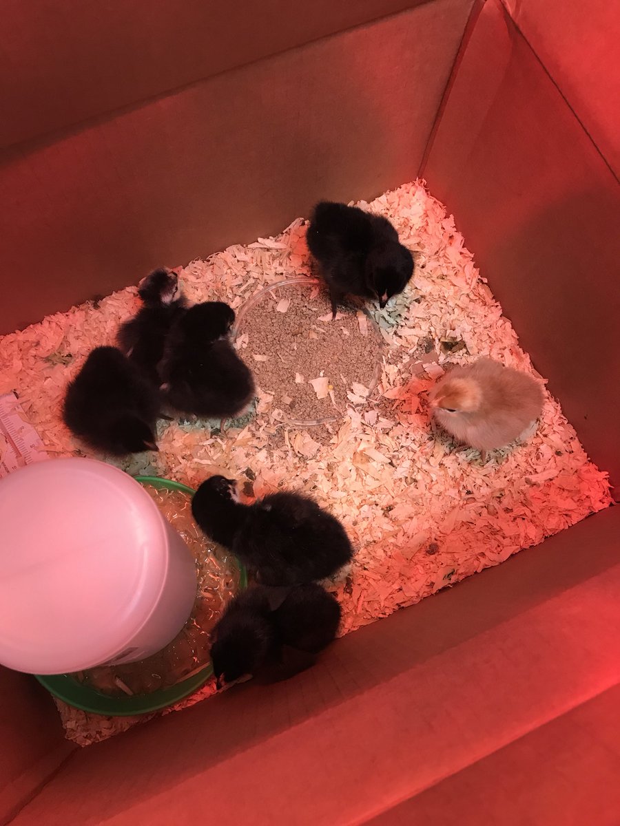 KinderMrsH's tweet photo. We had a surprise right at the end of the day today. Another chick hatched bringing our total to 8! #excitedkiddos #HESpride https://t.co/kTDrvlxf2x