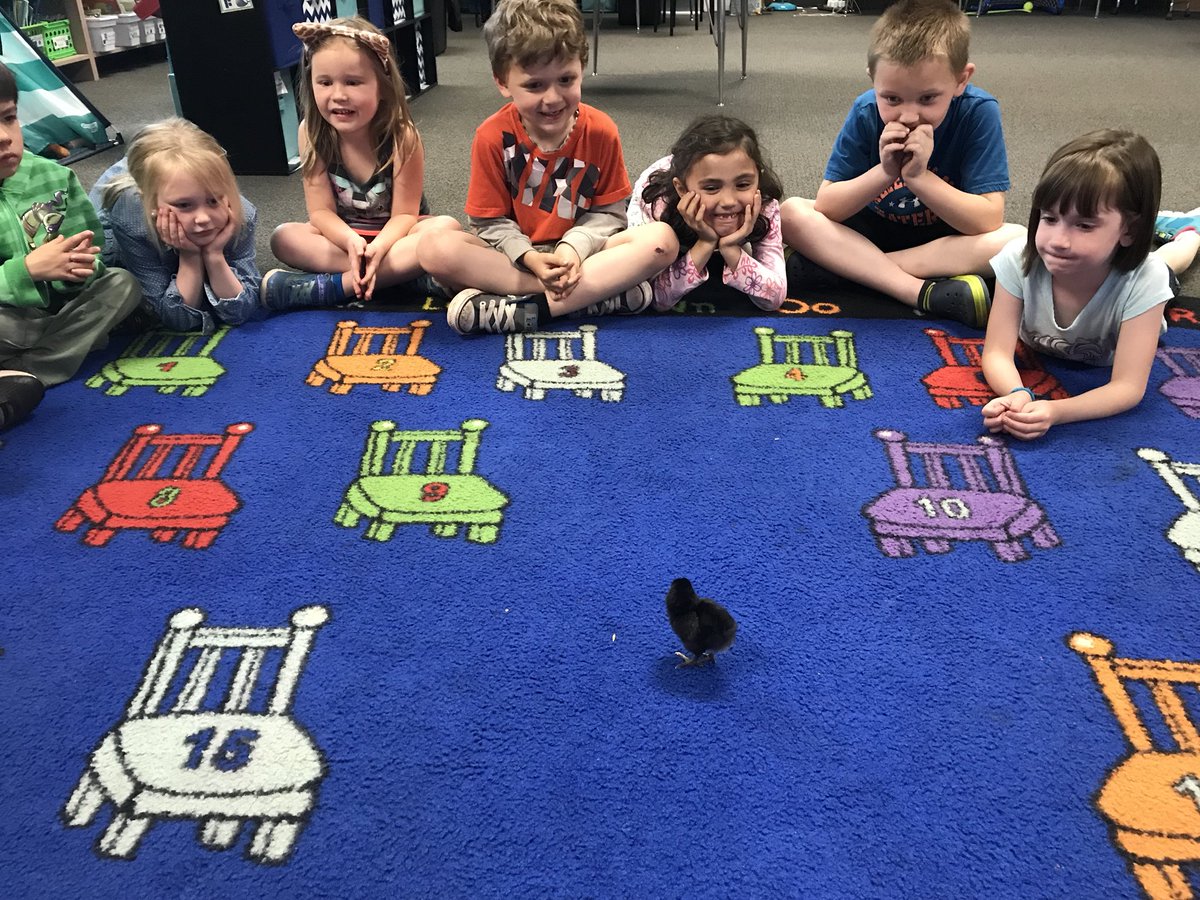 KinderMrsH's tweet photo. We had a surprise right at the end of the day today. Another chick hatched bringing our total to 8! #excitedkiddos #HESpride https://t.co/kTDrvlxf2x