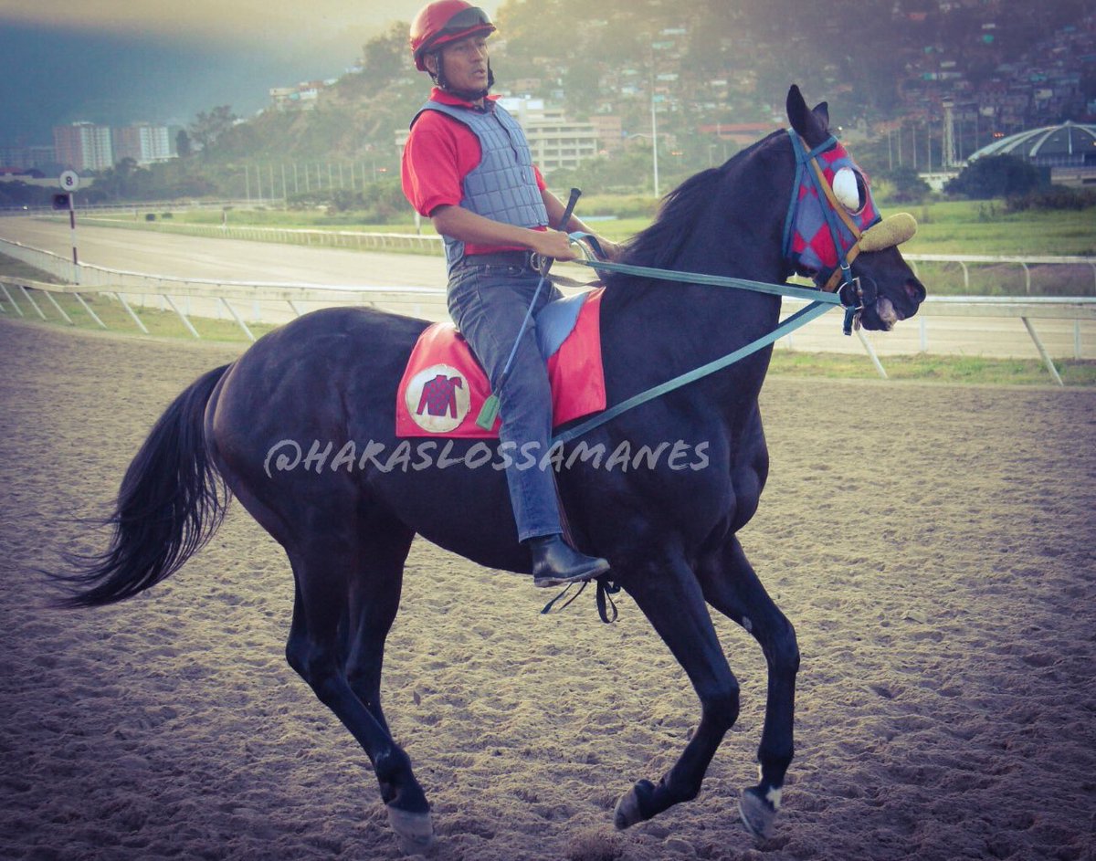 Haraslossamanes's tweet photo. #Hipismo BLACK POWDER!!! Reaparece en Clásico Gaceta Hípica 2018. El gigantón hijo de Great Hunter volará en los finales. @Haraslossamanes https://t.co/FMWrvZpNOE