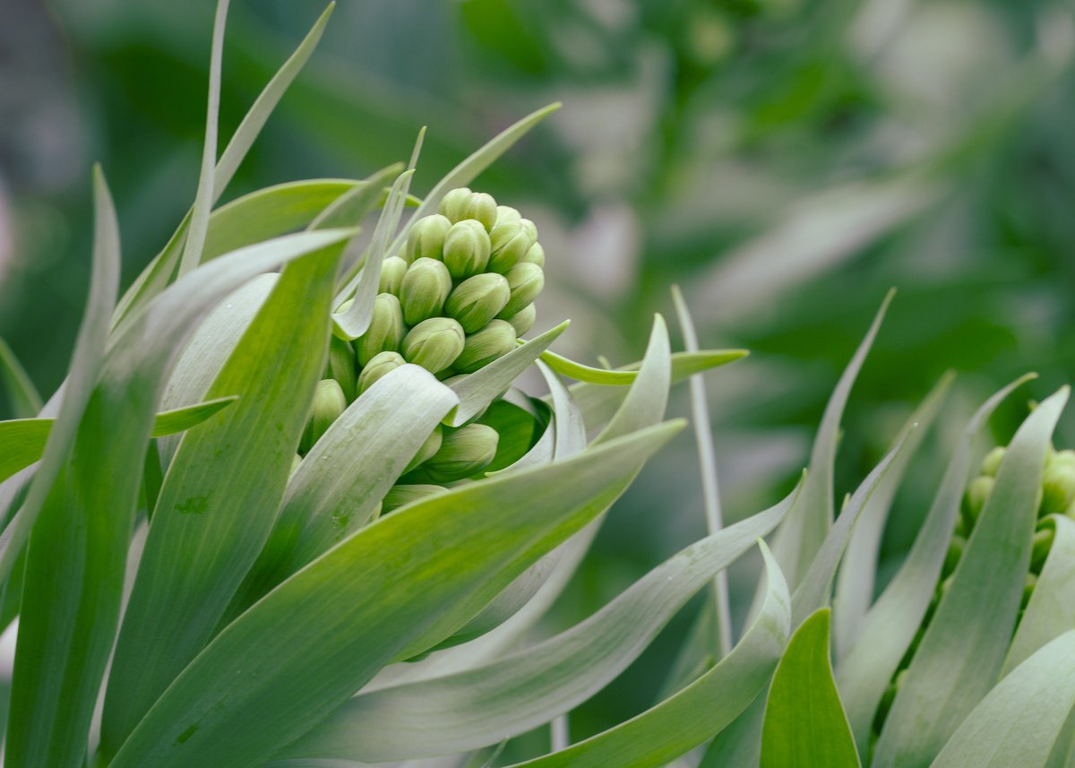 NewfieldsToday's tweet photo. We're captivated by these recent Best In Show winners of our #InspiredBySpring photo contest.

Friday, May 25 is the last day to submit your photos. Select photos will be featured in an exhibition at Lilly House opening June 8. Visit https://t.co/5AgfyNIQI0 to learn more. https://t.co/1dbf7VeDhd