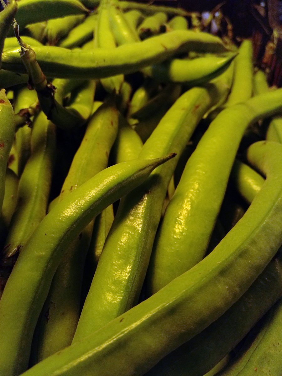 Pepa_Bar_a_Vins's tweet image. Estem de festa major 🎺  Gràcies per aquest Increíble regal que ens ha portat en Ruben Parera del @cellerfincaparera De l'hor celler als nostres #Calamarcets Impossible d'explicar-te l'aroma què tenen!

bit.ly/CalamarcitosPe…