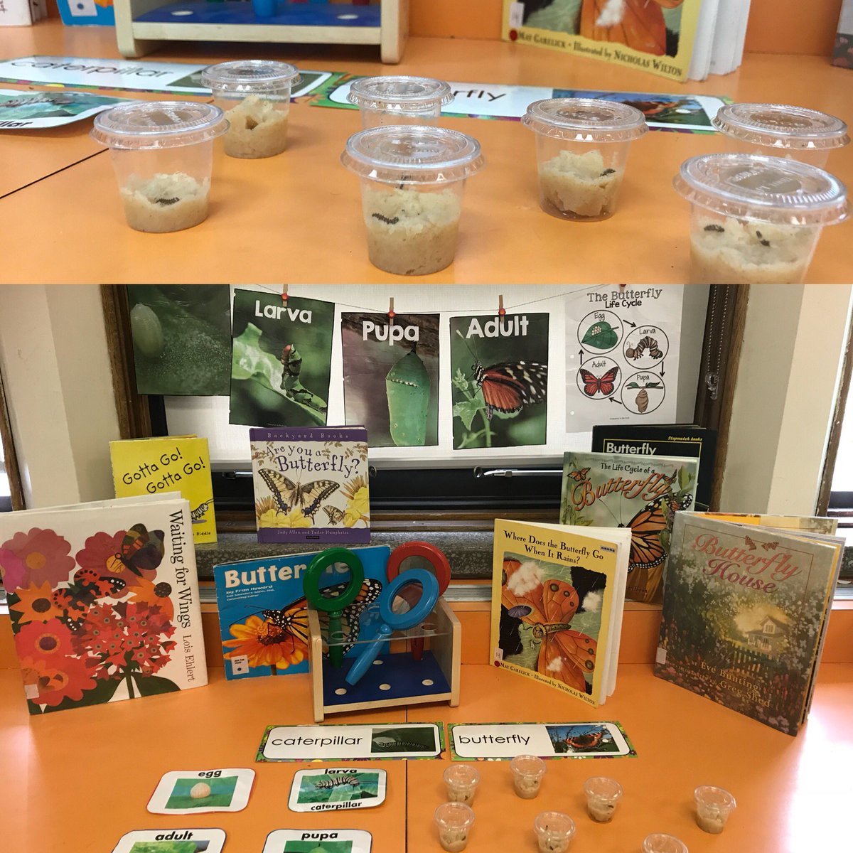 cullinsclass's tweet photo. We are thrilled with the larva that arrived today. Let the inquiring minds and miracles expand! #butterflies #followthejourney @davindragons @RegPublicSchool https://t.co/3EnTCQ86dF