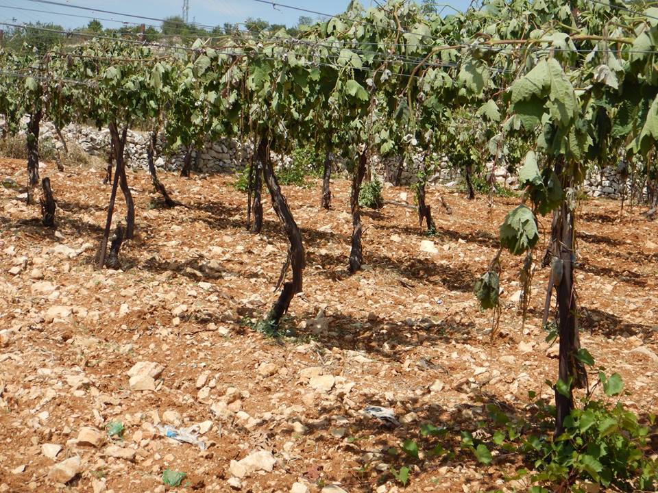 palinfoen's tweet photo. Pure Evil: Jewish terrorists in occupied Hebron (Al-Khalil) cur down 450 grapevines. It took the farmers 10-15 yrs to grow them. A week before, Israeli Jewish settlers destroyed 330 Palestinian grapevines, costing farmers tens of thousands of dollars, and destroying livelihoods. https://t.co/QwEp4WoXNU