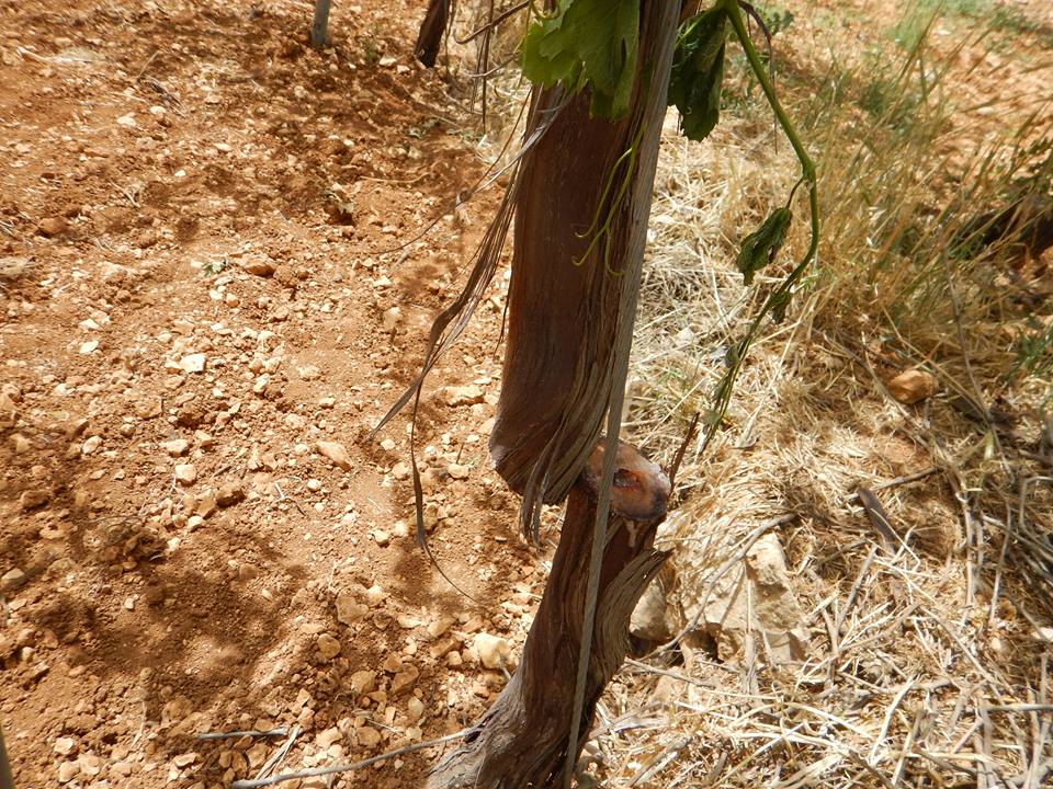 palinfoen's tweet photo. Pure Evil: Jewish terrorists in occupied Hebron (Al-Khalil) cur down 450 grapevines. It took the farmers 10-15 yrs to grow them. A week before, Israeli Jewish settlers destroyed 330 Palestinian grapevines, costing farmers tens of thousands of dollars, and destroying livelihoods. https://t.co/QwEp4WoXNU