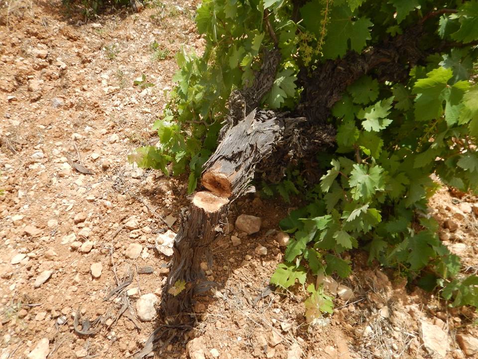 palinfoen's tweet photo. Pure Evil: Jewish terrorists in occupied Hebron (Al-Khalil) cur down 450 grapevines. It took the farmers 10-15 yrs to grow them. A week before, Israeli Jewish settlers destroyed 330 Palestinian grapevines, costing farmers tens of thousands of dollars, and destroying livelihoods. https://t.co/QwEp4WoXNU