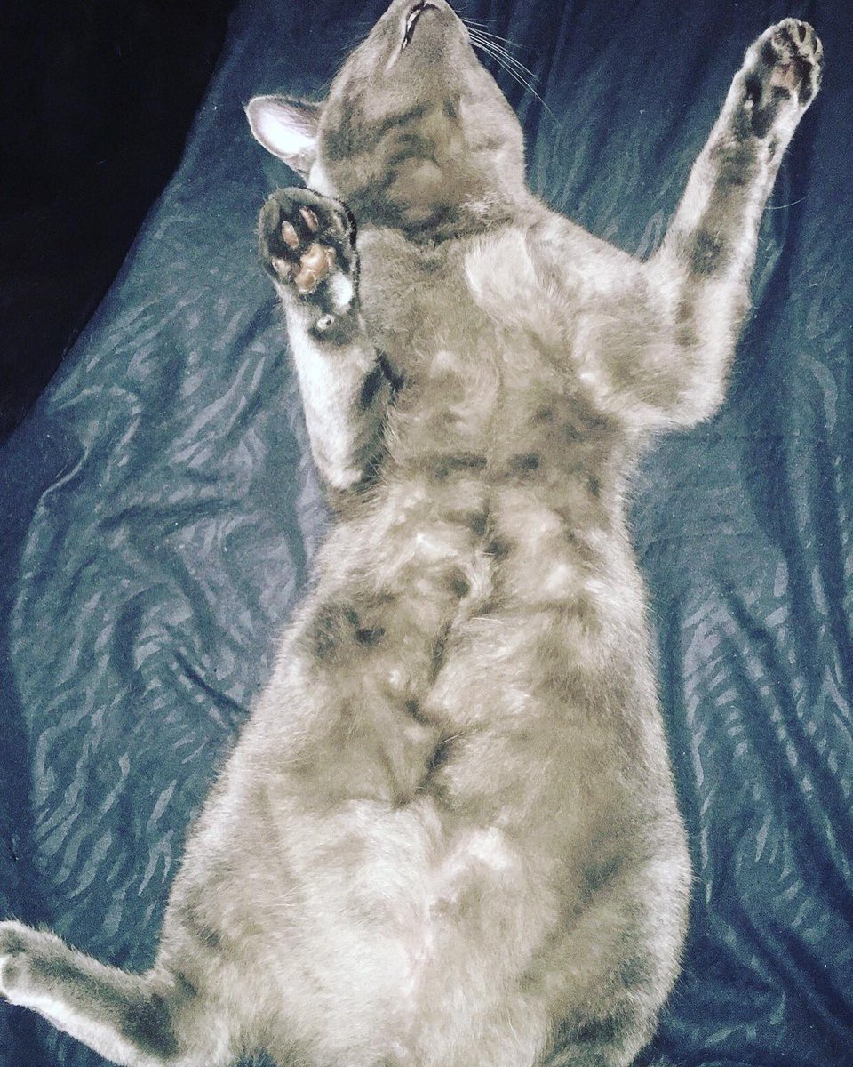 Avemyhs's tweet photo. Obby en plein effort ! J’vais faire pareil après ce bon stream! On se retrouve demain 14h ! Bonne nuit 😴 ! #streaming #streamers #stream #twitch #twitcher #twitchtv #twitchlive #twitchstreamer #twitchstreamer #twitchprime #twitchsubscribers #twitchpause #nuit #cat #hastag https://t.co/nCOAPRb8j1