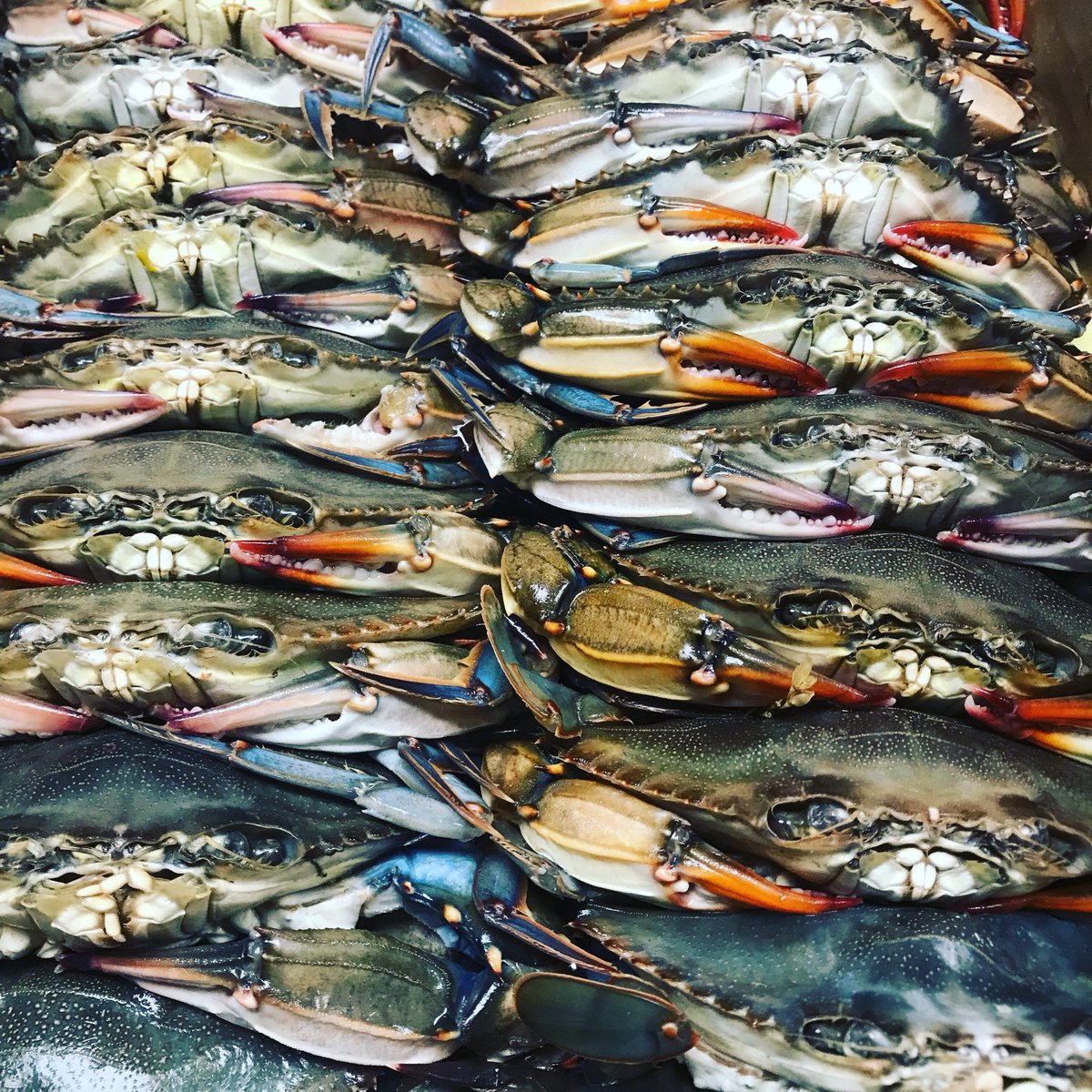 ChopShopStl's tweet photo. @BaikuSushi  🦀🦀🦀 Fresh soft shell crabs in the house. https://t.co/WU0hmjcTzj