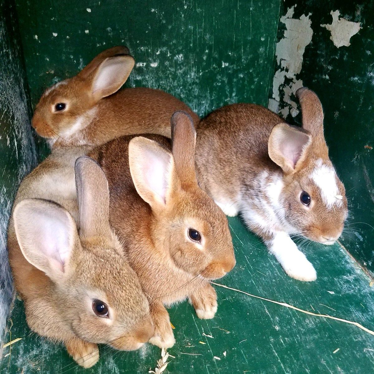 HuntClubFarm's tweet image. We have rabbits for sale! These male rabbits were born on the farm on March 23rd. Please call our office at (757) 427-9520 for pricing and additional information. You'll need to make an appointment to purchase.
-
#rabbits #pets  #farmlife #virginiabeach