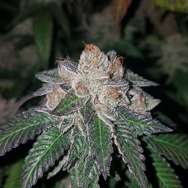 HouseOfMedsSF's tweet photo. The LVPK(Las Vegas Purple Kush) is an ICMAG staple and has been for a long time. Held this cut forever, passed it out, got it back,  and on and on. First time flowering her though. Always kept her around because of the high regard everyone held her in. S… https://t.co/QBWU12HR6K https://t.co/ioUjej6oUK