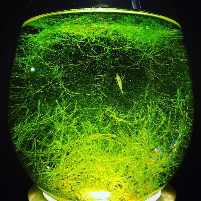 ウィローモスの活着期間とその方法とは 枯れ対策 増やすポイント Every Day