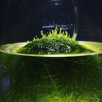 ウィローモスの活着期間とその方法とは 枯れ対策 増やすポイント Every Day