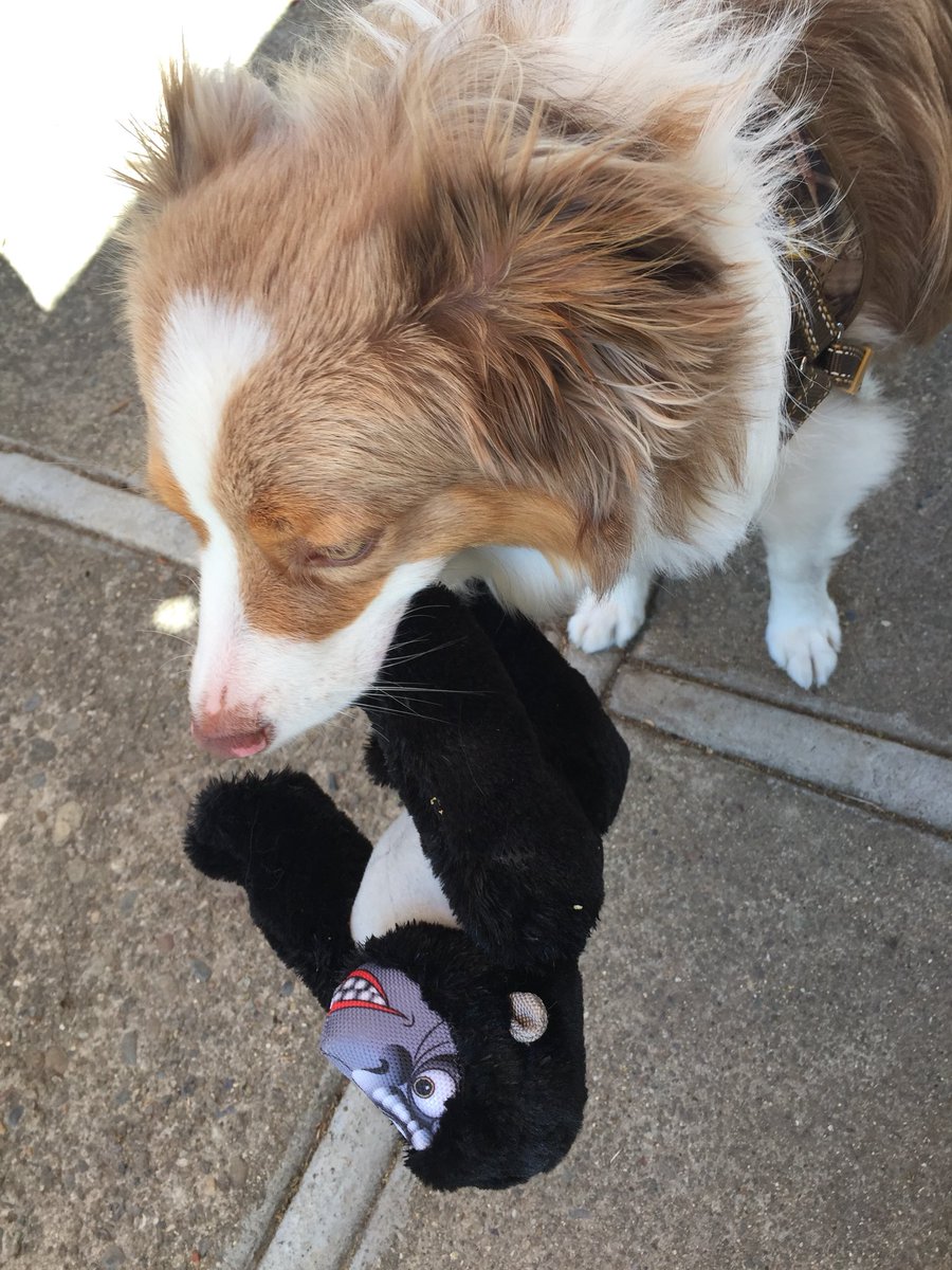 MatMlb428's tweet photo. Cooper hanging out with his new buddy Mr Ape. https://t.co/H3Odvu4CHi