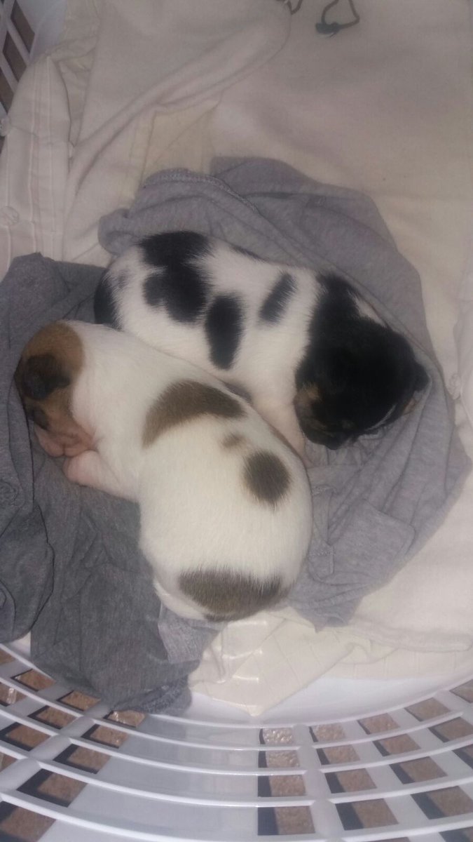 AlvarittoB_'s tweet image. 🐶 ATENCIÓN 🐶

Estos dos perritos fueron encontrados en la basura hace escasos días y BUSCAN HOGAR🏡. Aún toman biberón y están empezando a andar, pero necesitan acogida urgentemente. Están en Iznájar (sur de Córdoba). Ayudad a difundir 🙏 Info por MD.

🔃 RT POR FAVOR 🔃