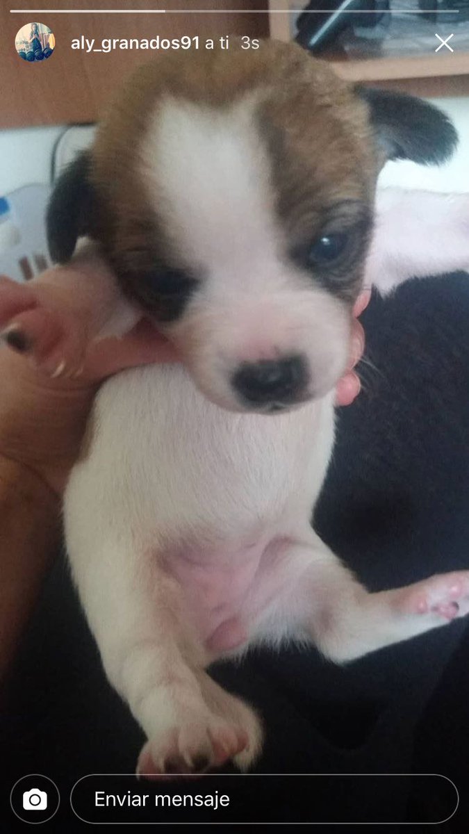 AlvarittoB_'s tweet image. 🐶 ATENCIÓN 🐶

Estos dos perritos fueron encontrados en la basura hace escasos días y BUSCAN HOGAR🏡. Aún toman biberón y están empezando a andar, pero necesitan acogida urgentemente. Están en Iznájar (sur de Córdoba). Ayudad a difundir 🙏 Info por MD.

🔃 RT POR FAVOR 🔃