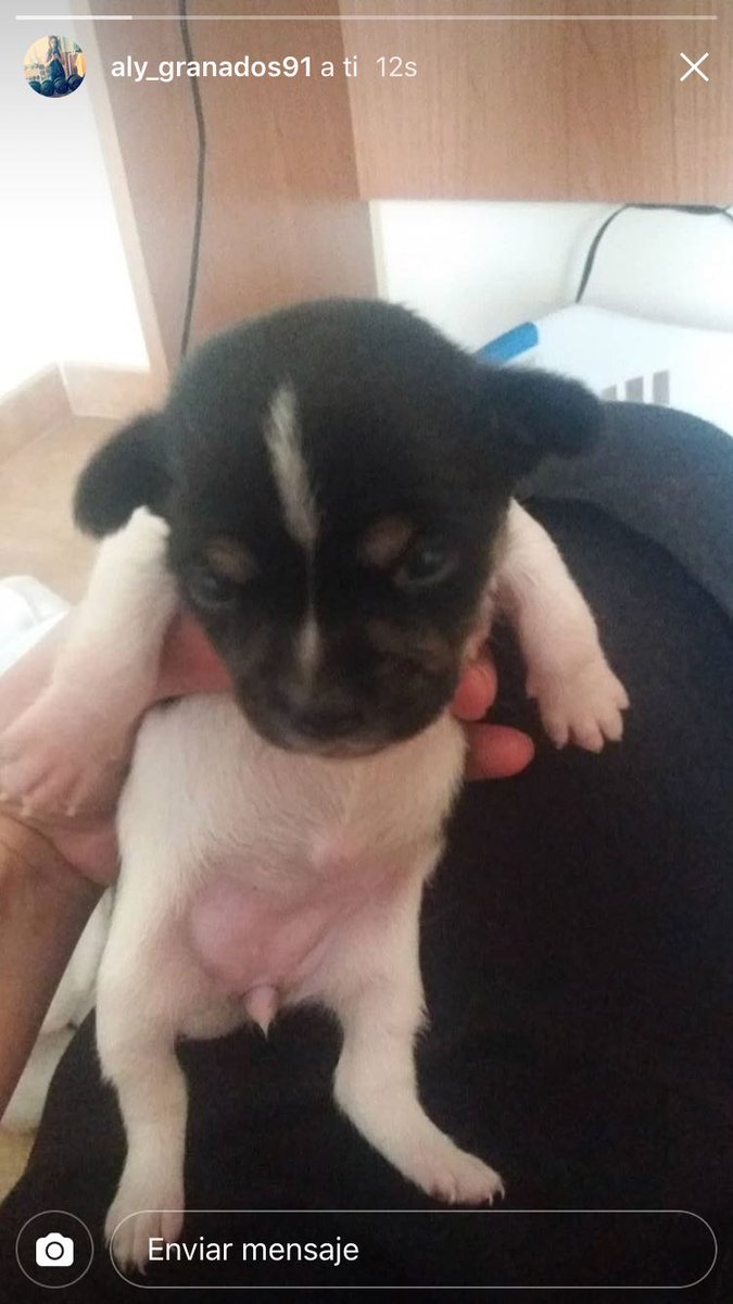 AlvarittoB_'s tweet image. 🐶 ATENCIÓN 🐶

Estos dos perritos fueron encontrados en la basura hace escasos días y BUSCAN HOGAR🏡. Aún toman biberón y están empezando a andar, pero necesitan acogida urgentemente. Están en Iznájar (sur de Córdoba). Ayudad a difundir 🙏 Info por MD.

🔃 RT POR FAVOR 🔃