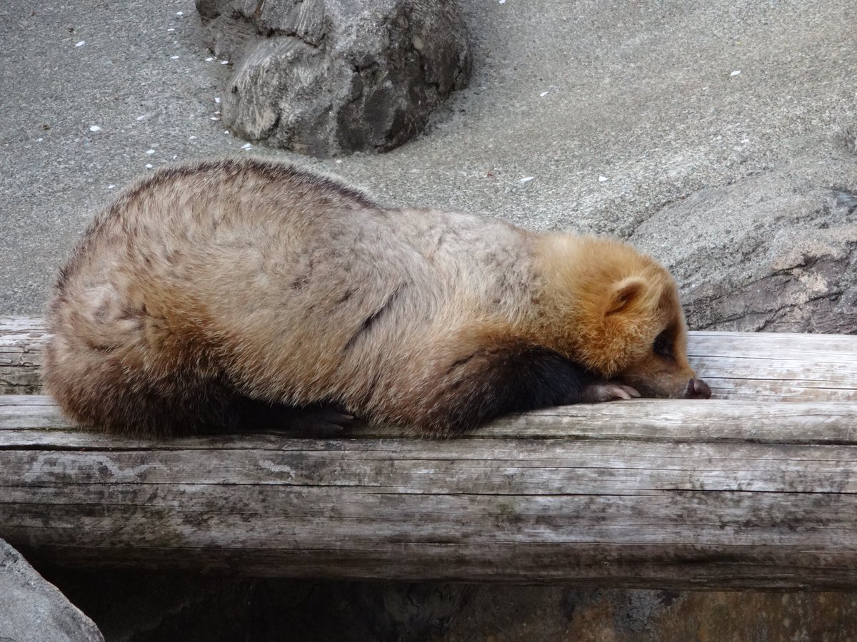 いぇ いっ 動物寝相がかわいいグランプリ 井の頭自然文化園のアイドル ニホンアナグマのダイフクくん ダイフク アナグマ ニホンアナグマ