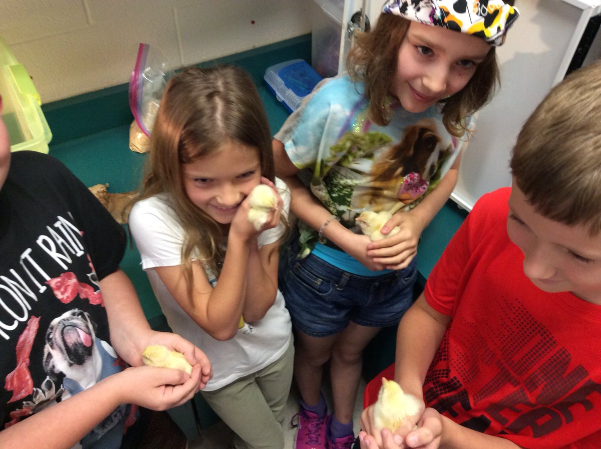 ksandersHMES's tweet photo. We welcomed some chicks today in our class. They are precious! Great memories!Thank you 4H and Clemson! https://t.co/ud7ImF1xcb