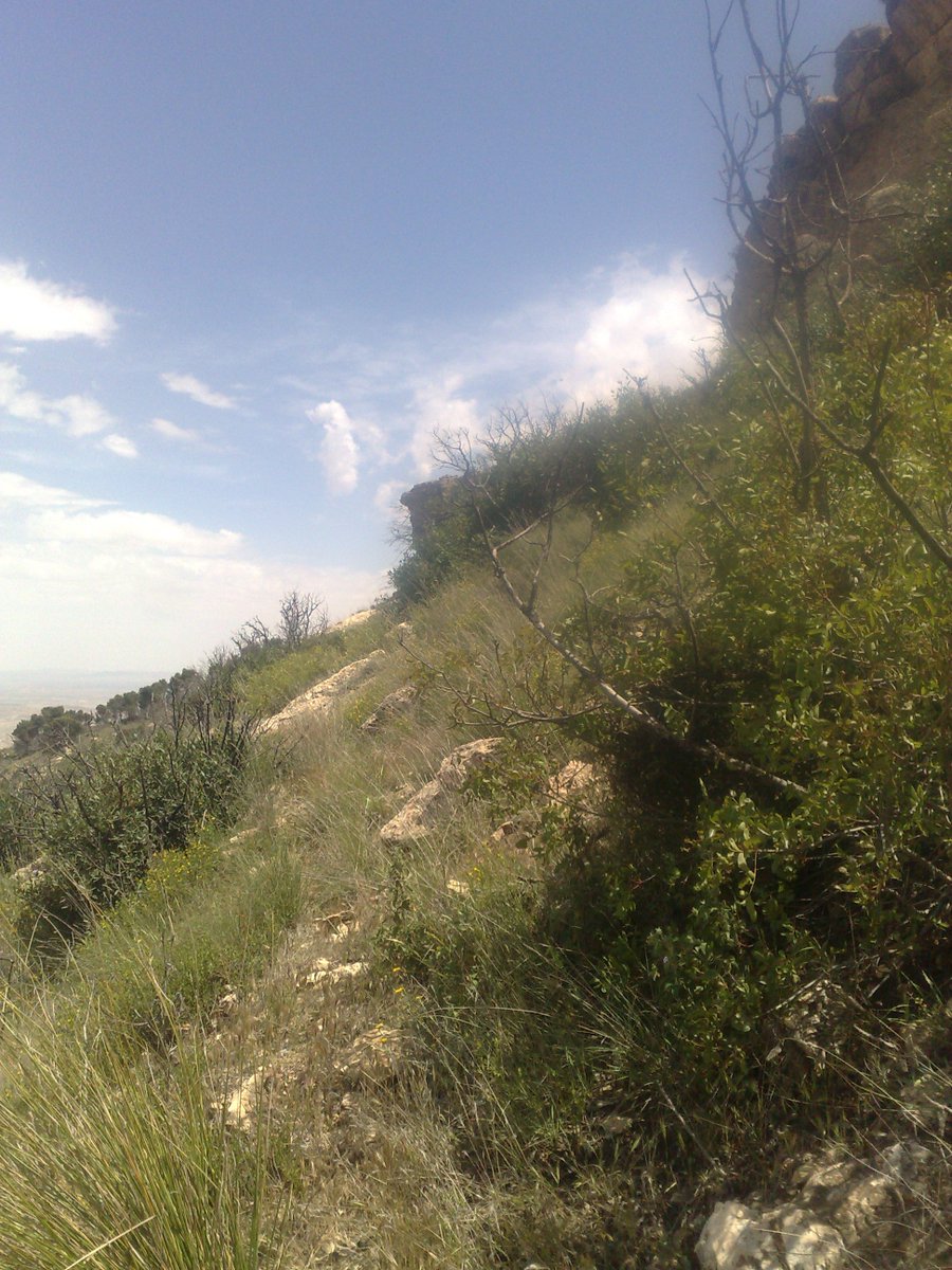 SmidaSamali's tweet image. LE 13 MAI 2018 ,DANS LA MONTAGNE SALLOUM ,KASSERINE TUNISIE.