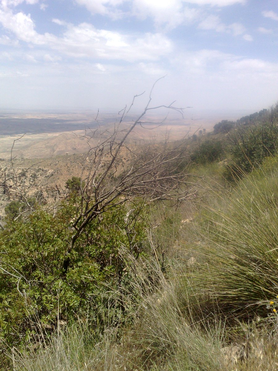 SmidaSamali's tweet image. LE 13 MAI 2018 ,DANS LA MONTAGNE SALLOUM ,KASSERINE TUNISIE.