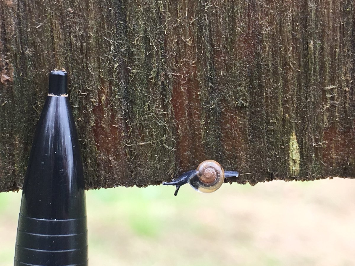 kathymhixson's tweet photo. I am constantly surprised by what I find in &amp; around my nestboxes. 

Look at this itty bitty teeny tiny snail! (pencil tip for scale)

#fieldworkfind https://t.co/vn7F0erKfB