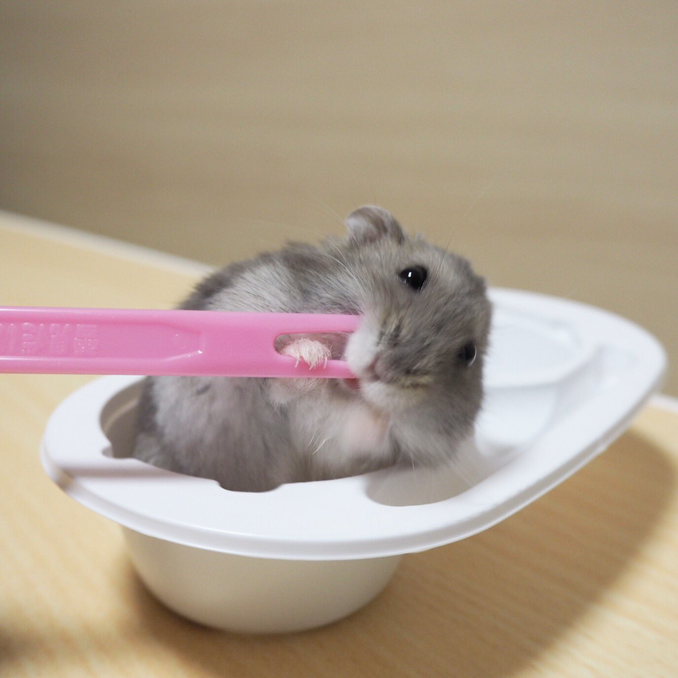 おむすび 自ら刺さっていくスタイル ハムスター変顔選手権 おむすび ハムスター Hamster ブルーサファイア ジャンガリアン ふわもこ部 T Co Vljrbcf0y5 Twitter