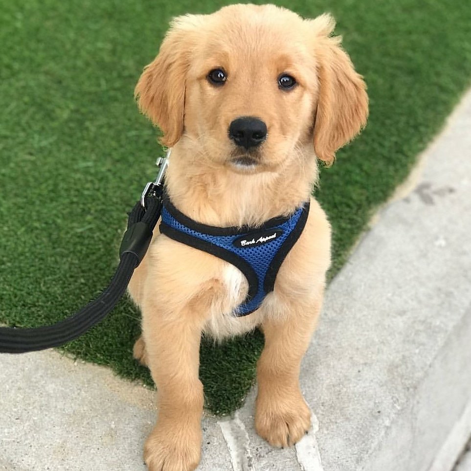 Bark Appeal On Twitter Oh Wrigleyintheloop You Re Such A Gorgeous Model In Your Bark Appeal Mesh Harness Barkappeal Harness Goldenretriever Puppy Goldenretrieverpuppy Goldenretrieversworld Adopt Rescue Dogs Puppies
