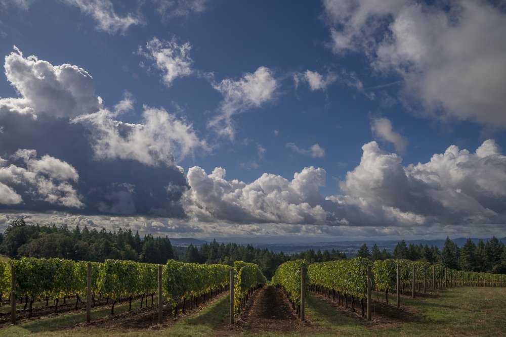 It's only Wednesday, but we're already dreaming of the long weekend ahead. Have you made plans to join us this Saturday or Sunday for our Open House event?
#memorialdayweekend #longweekend #wine #dundeehills #chardonnay #pinotnoir
