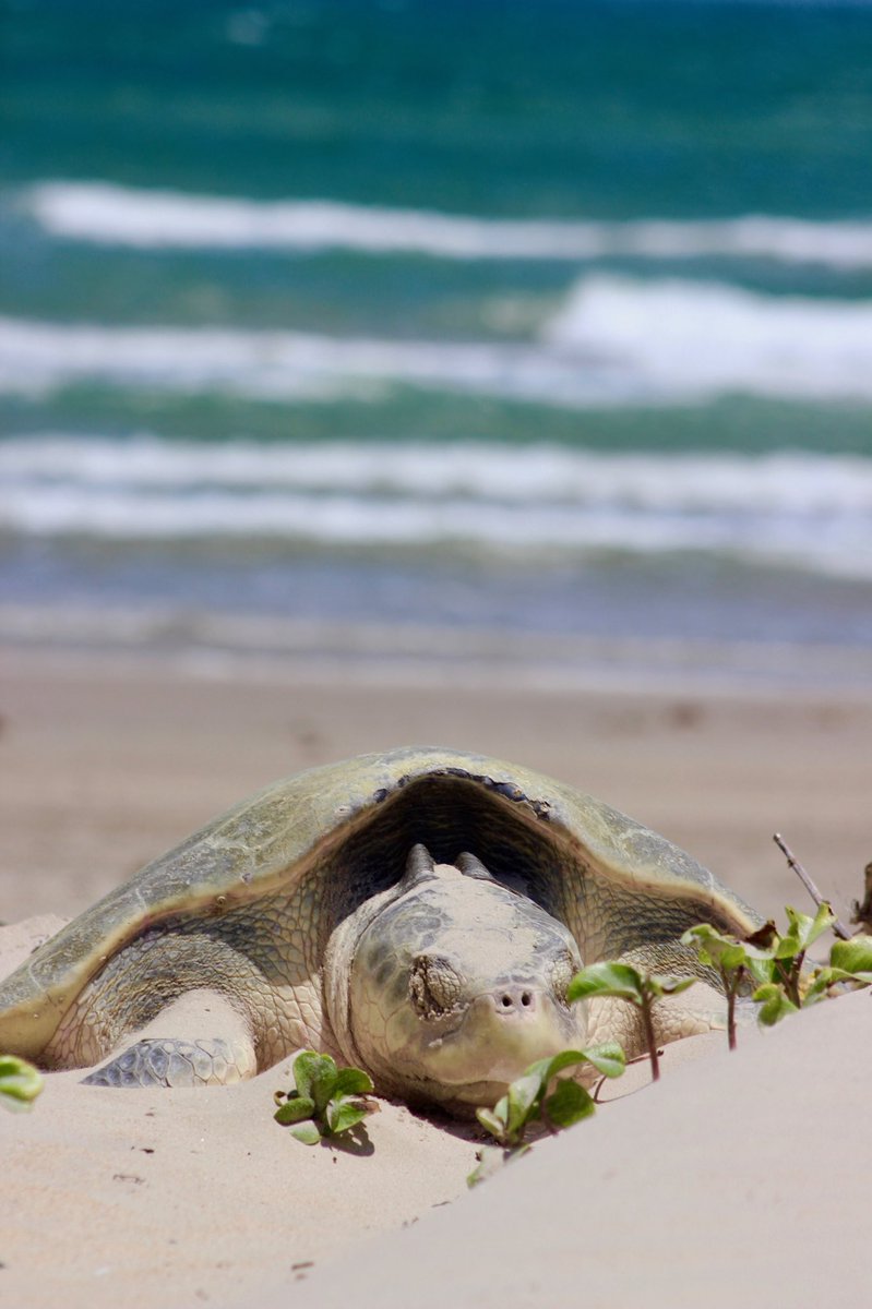 deblel's tweet photo. Saw a Kemp Ridley turtle head to the dunes, lay her eggs and book it back to the ocean. #happyturtleday #amazingexperience https://t.co/yorg7Trd1T