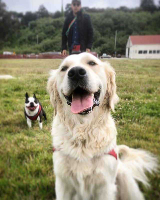 naturesbeasts's tweet photo. Rocky was happy (and well-behaved👏🤣) today....
.
.
#englishcreamgoldenretriever #retrieversgram #naughtybynature #workhimallthetime #dennisthemenace #sfdogs #dogwalker #rewardbased #sciencebased https://t.co/jR23cE0okt https://t.co/Ua96n7EXGR