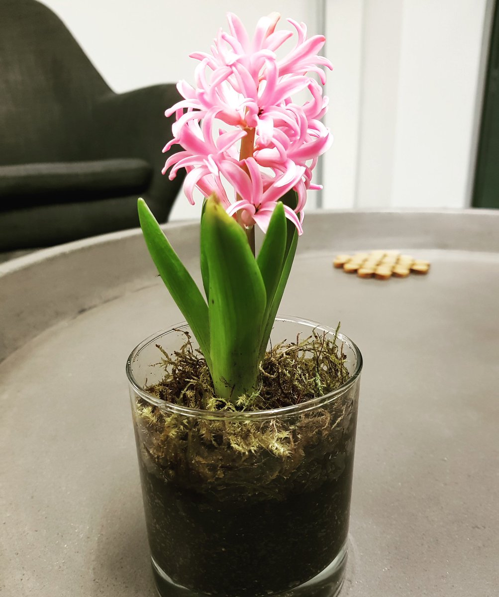 Van_Raath's tweet photo. Loving my flower from last week's @apsoza Conference. Thanks @danielabascelli and @pnetjobportal Happy Thursday! #flower #conferencegift #apso2018 https://t.co/0msi7gN2vo