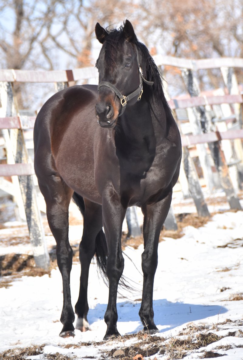 パカパカ工房 on Twitter