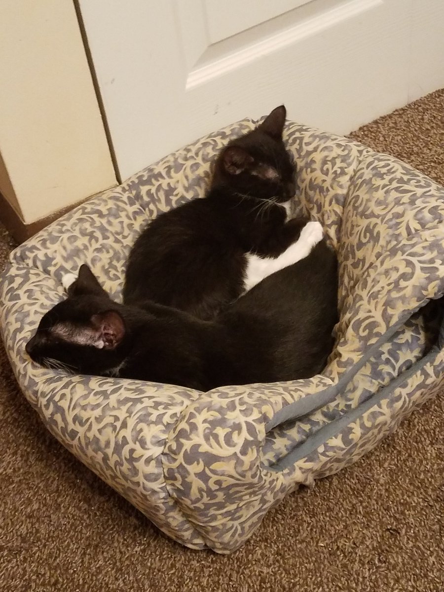 bubbles112811's tweet photo. Lookin' 4 some good lovin' 4-ever homes 4 these sweet lil' fur-babies so if ur interested n adoptin' any or all of these sweet lovin' adorable lil' fur-babies.Tweet me &amp; let me no &amp; we can arrange 2 meat up if local!Feel free 2 ask me any ?'s about them &amp; I'll answer them. Share! https://t.co/GBUtG7eJzR