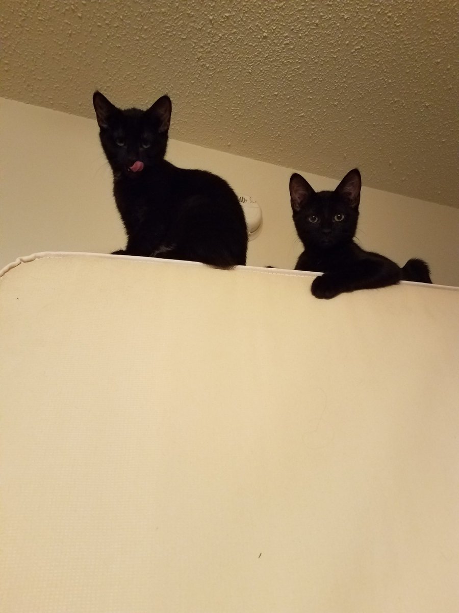 bubbles112811's tweet photo. Lookin' 4 some good lovin' 4-ever homes 4 these sweet lil' fur-babies so if ur interested n adoptin' any or all of these sweet lovin' adorable lil' fur-babies.Tweet me &amp; let me no &amp; we can arrange 2 meat up if local!Feel free 2 ask me any ?'s about them &amp; I'll answer them. Share! https://t.co/GBUtG7eJzR