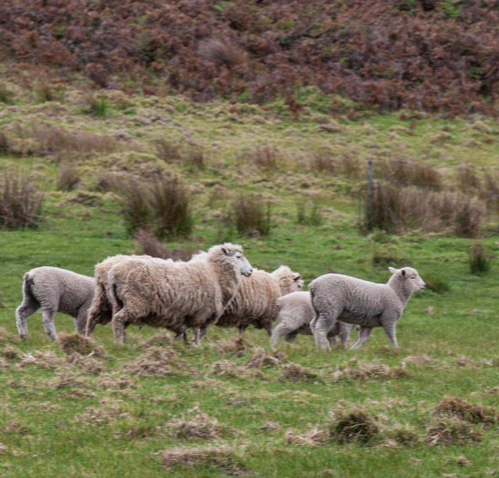 puresouthdining's tweet photo. There is something very special about the flavour of @fimeat Saltgrass lamb.
~
#puresouthdining #chefsontour #flindersisland #lamb #tasmania #ethical #sustainable #provenance #frompaddocktoplate #southgate https://t.co/BI6A3BAVp8