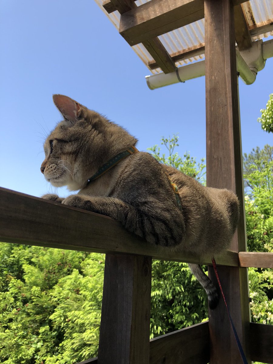 Manaming1's tweet photo. ๆดๆฟฏๆฅๅใชใฎใงใใฃใใใซใใฉใณใ
#cat #ใญใ #็ซ #ใใณ #chat #gato #gatto #๊ณ ์์ด #็ซใฎๅใฏใใผใใณ #putin #putincat https://t.co/ltsIoVnb8b