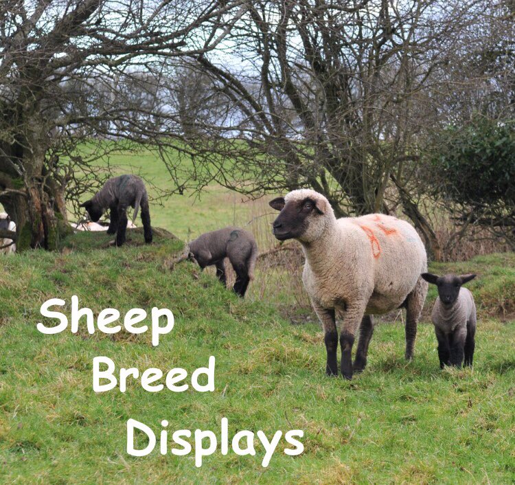 NSBAIreland's tweet photo. Alongside five All Ireland’s and other breed shows there will also be displays from the societies of; Rouge, Hampshire downs, Zwartbles SA, Donegal Mules, Lanark Mules, Schwarzkopf, Bluefaced Leicester, Lleyn, Tullow Sheep Breeders and Borris Ewe. #sheep #Ireland #NSBA https://t.co/r7DIeF4F4U