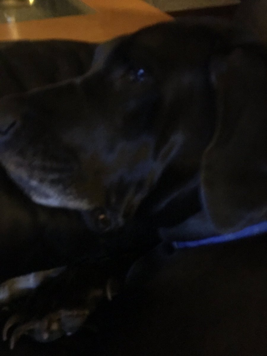 WatchMoTV's tweet image. Lil Miss Keisha is so dark she just blends into the leather couches. You don’t even notice her... untillll.... she rips a big ole long loud fart and scares you. Then your eyes start to water from the smell. She’s daddies little girl alright. #GreatDaneProblems.